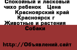Спокойный и ласковый чихо-ребенок › Цена ­ 13 000 - Красноярский край, Красноярск г. Животные и растения » Собаки   